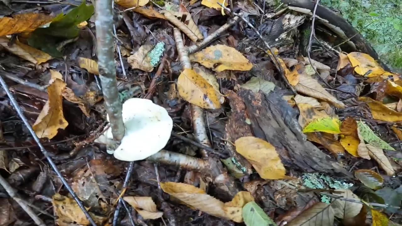 Mushroom