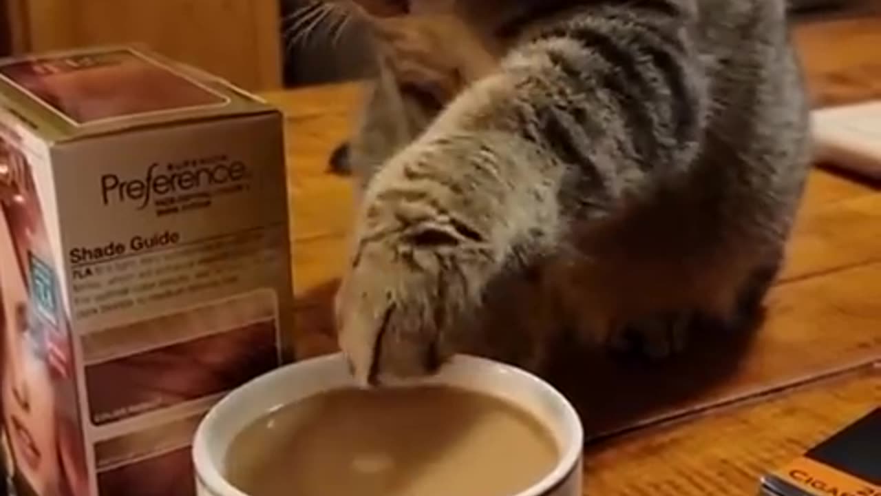 Funny animals- Cute Cat and Coffee