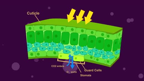 Aerobic respiration guide