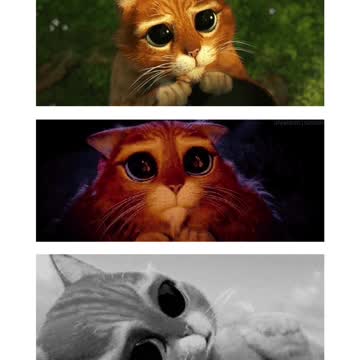 o gato de botttttttttttas