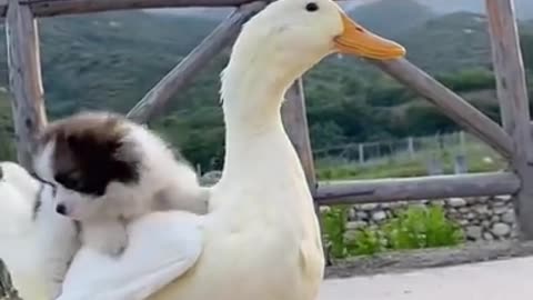 Funny Animals - Cute little dog riding on his friend's back