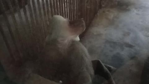 A proud Mr. Monkey