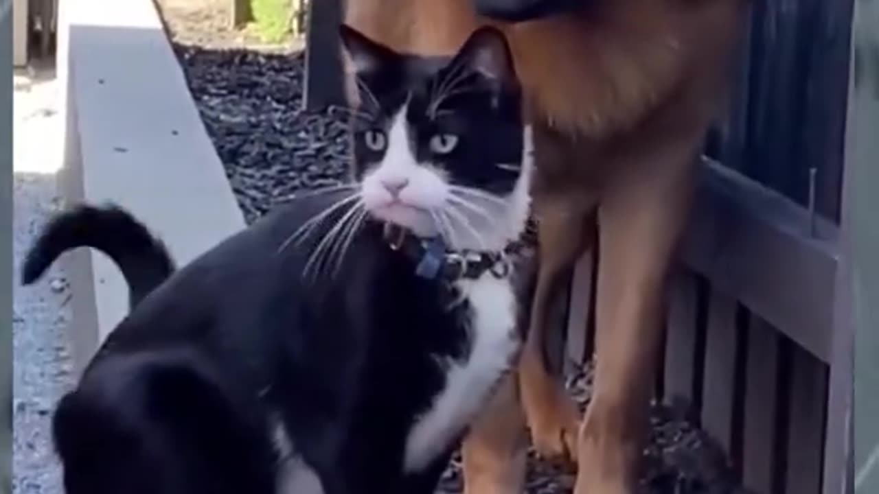 Cute cat and dog video | Best amazing funny video