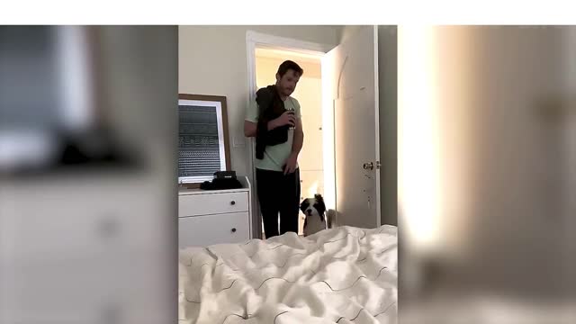 FUNNY CATS AND DOGS / FUNNY ANIMALS 🤣🤣🤣# I LAUGHED FOR A WHOLE HOUR 😹