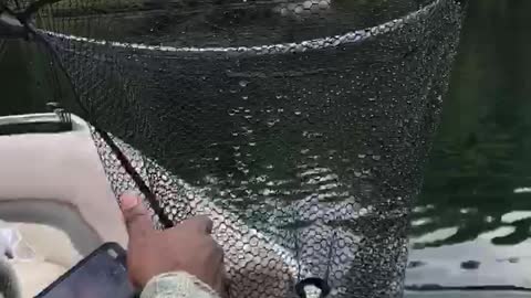 Bro Mel Catches Trout