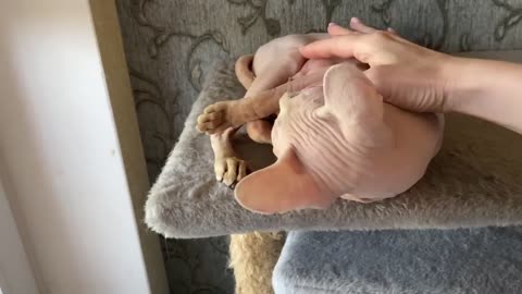 Will a cat adopt kittens that has lost her newborn kittens