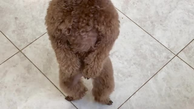 cute & funny dog