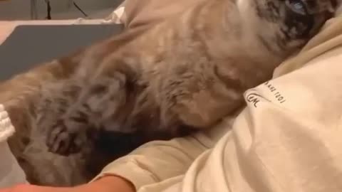 🤣 Laughing Out Loud with Animals 🐶🐱🐰🐦🐸 #10