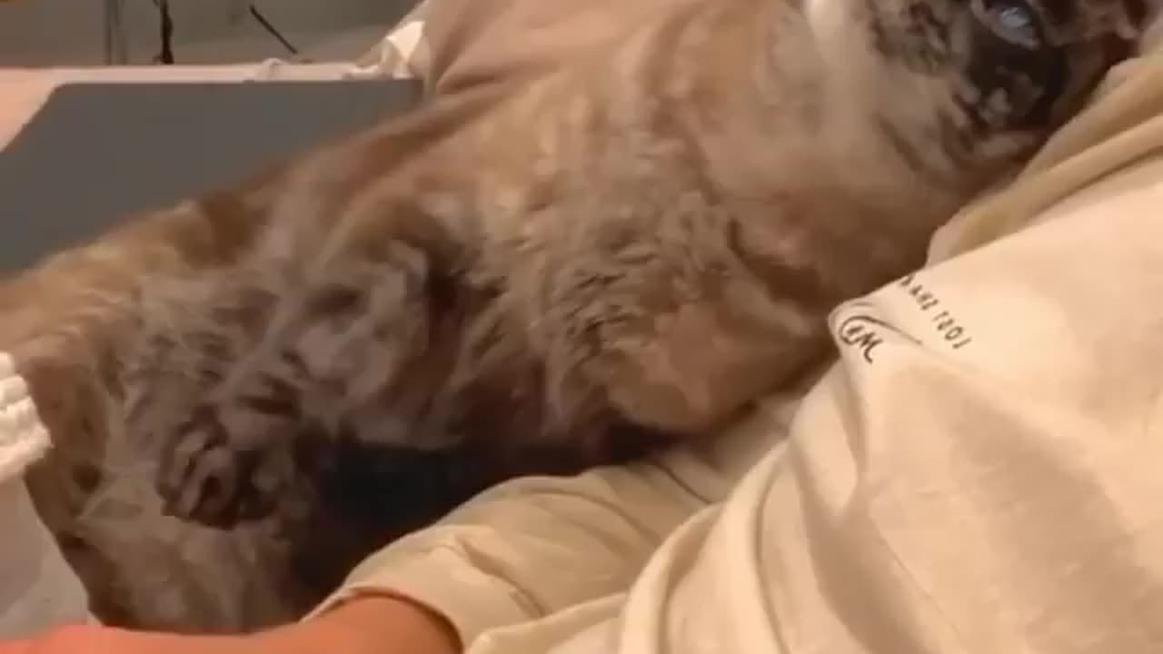 π€£ Laughing Out Loud with Animals πΆπ±π°π¦πΈ #10