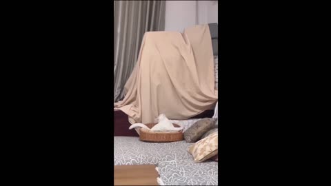 The Hilarious Antics of Cats and Dogs