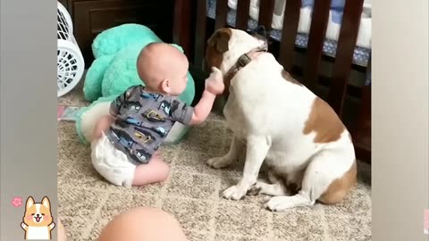 Best videos of Cute Babies and Pets - Funny baby and pet 🐶 👶