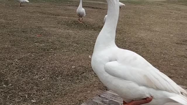 Loud Quacking Sound Video By Kingdom of Awais