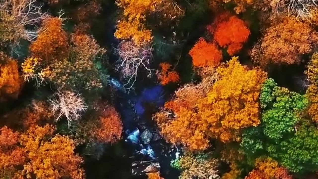 Aerial Footage of Forest Trees During Autumn #shorts