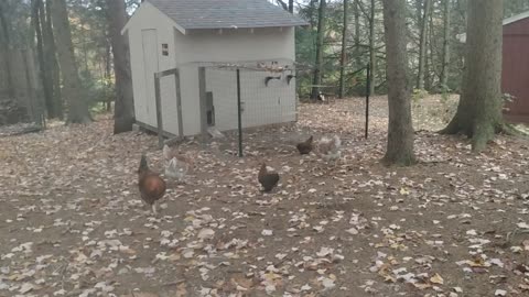 First time free range