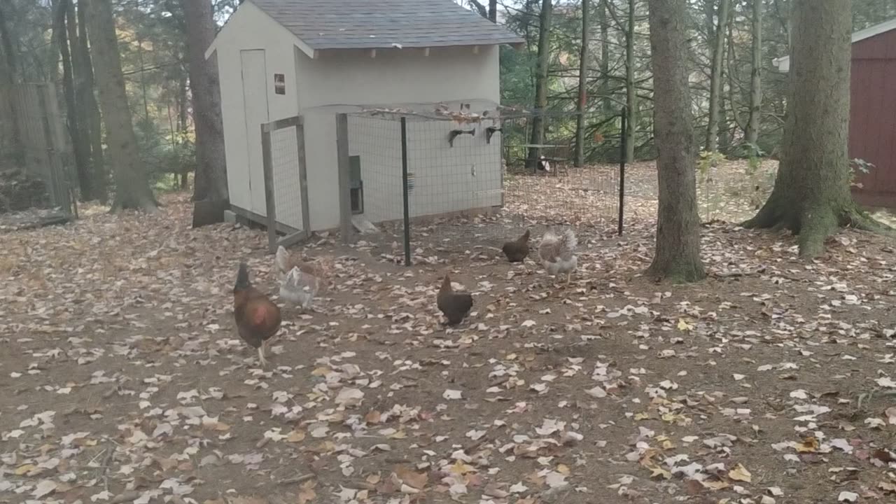 First time free range