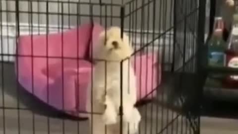 Did you see it at the end? The dog is breaking out of prison