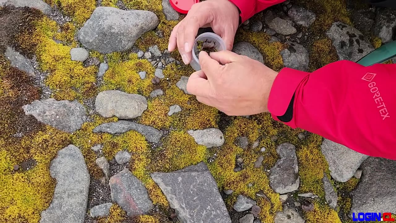 Recolectan hongos en la Antártica: Alzheimer