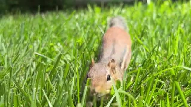 # Cute animal # vole1