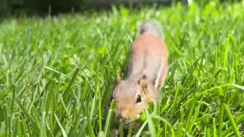 # Cute animal # vole1