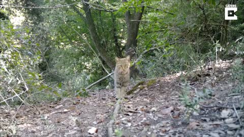 Rare Wild Cat Caught On Video By Italian Biologist