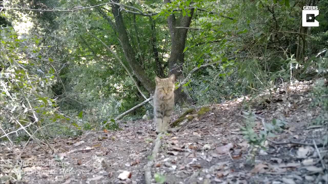 Rare Wild Cat Caught On Video By Italian Biologist