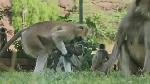 Langur monkeys grieve over fake monkey