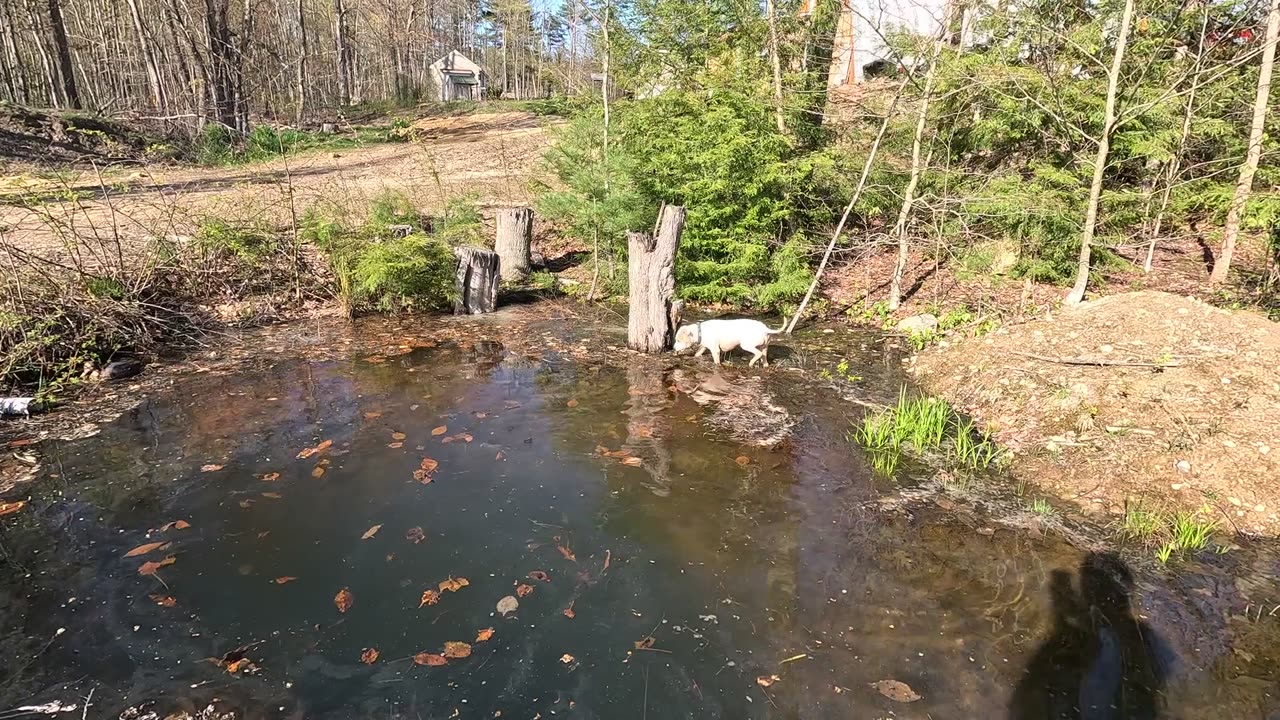 Harly Goes Swimming