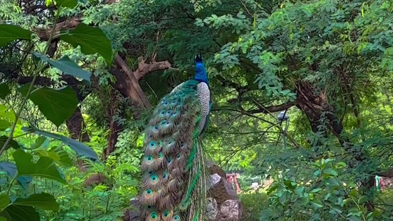 Indian peacock