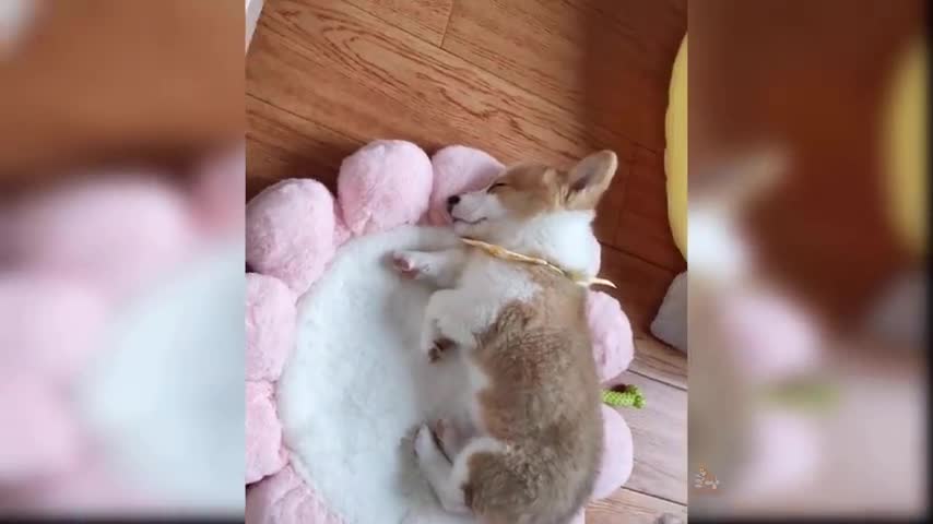 Baby Doge - Cute and Funny Dog Video Animal