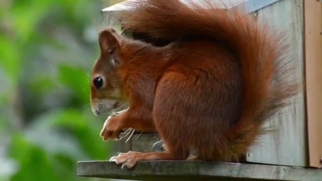 Squirrel Eating Food Video