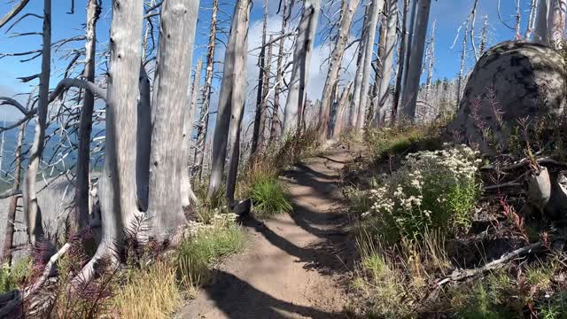 Oregon - Mount Hood - Hiking Through the Spooky White Tree Forest