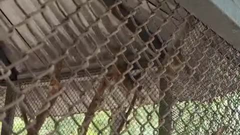 Macaque in cage