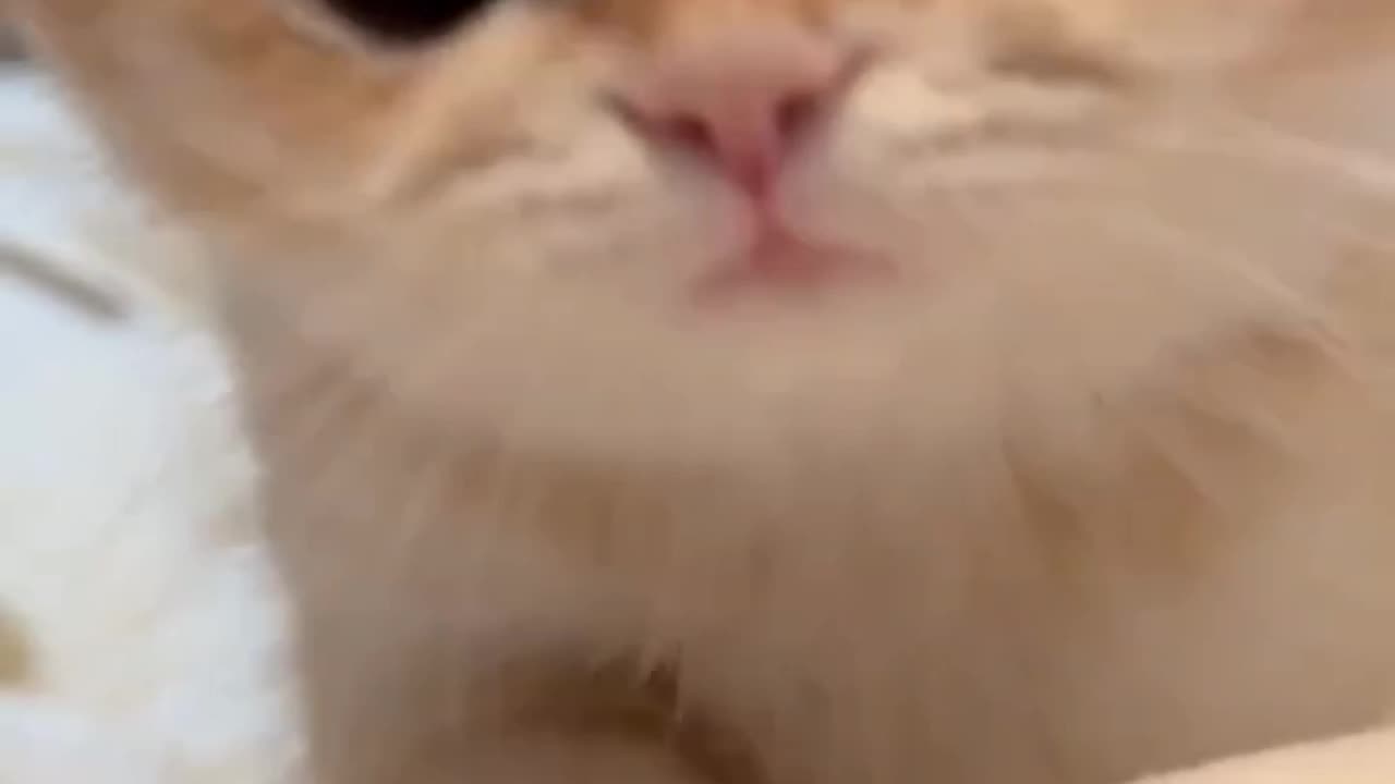 Cute cat