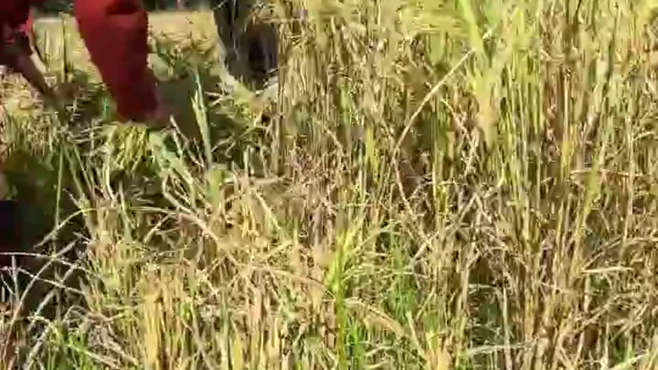 Exploring the Beauty of Rice Fields During Harvest Season in the Philippines