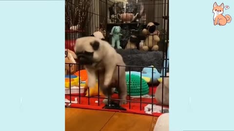 Funny Dog Videos 2021 Its time to LAUGH with Dogs life 14 Cute Buddy