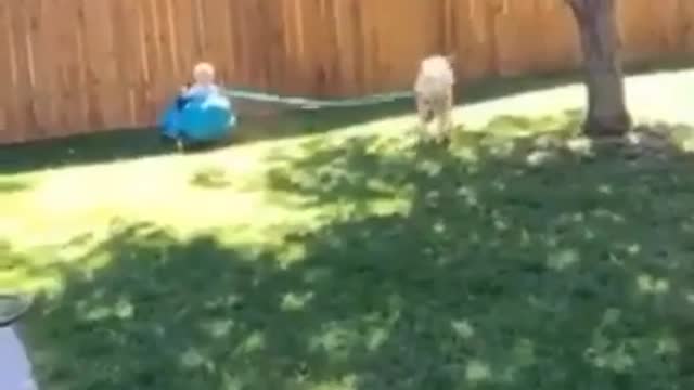 Happy Yellow Lab Dog Giving a Baby The Ride of His Life