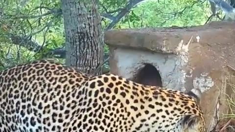 Animal