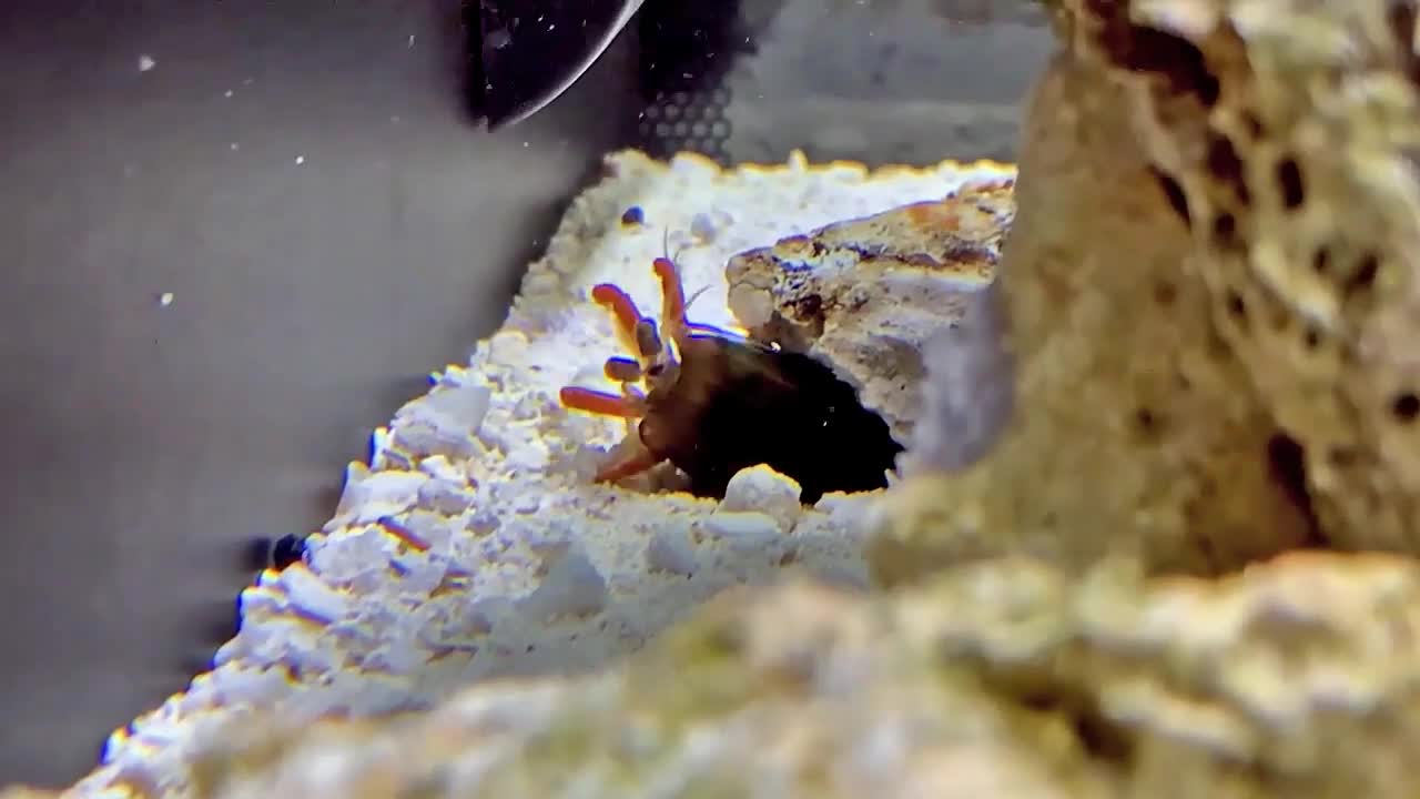 NATURAL SEA ANIMALS CUTE MANTIS SHRIMP