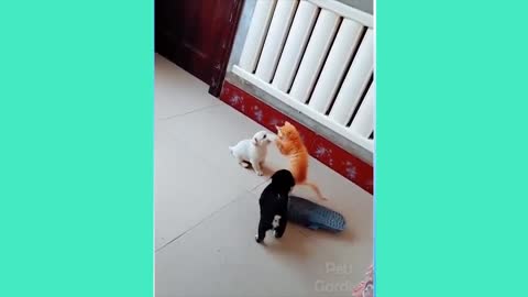 Dogs and Cats Funny Animals V04