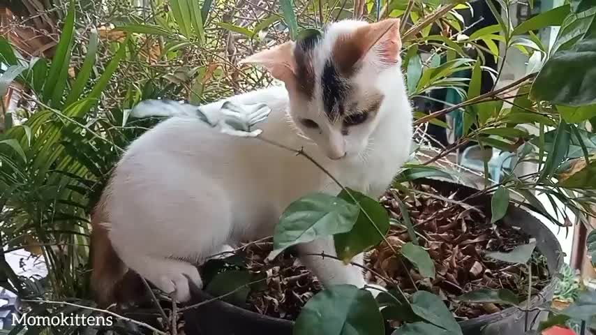 Find cute cats playing in the pot garden climbing sneaking biting #1 #momokittens #cat #animals