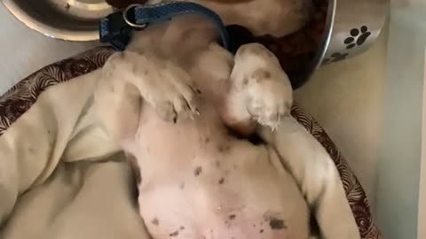 Lazy Puppy Still Wants His Dinner