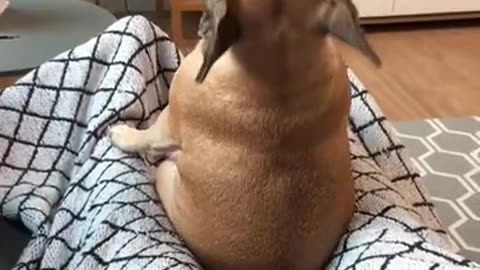 Best dog