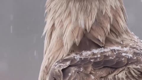 Lovely Falcon