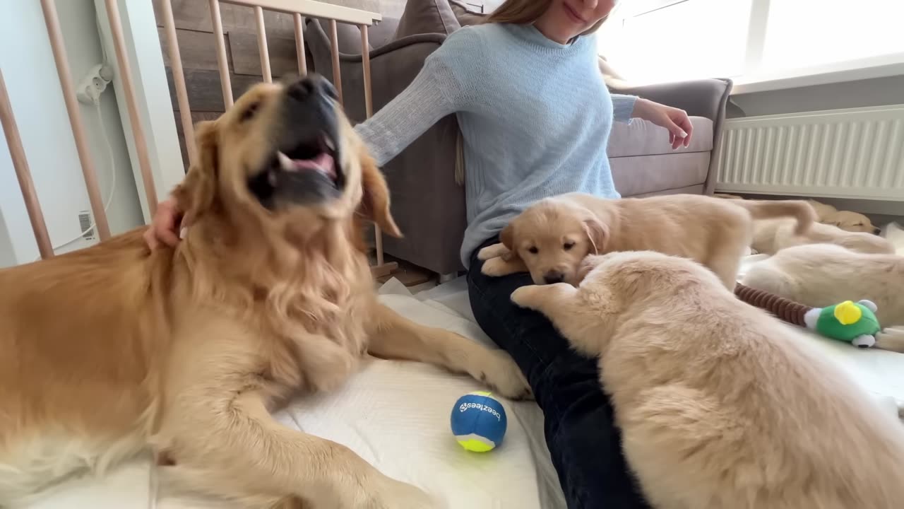 Golden Retriever Dad Meets His Puppies for the First Time