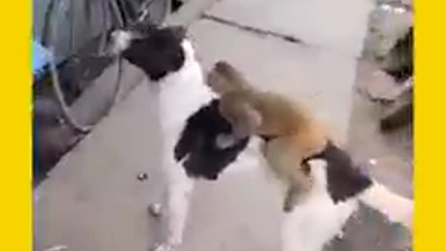 Dog and monkey funny videos