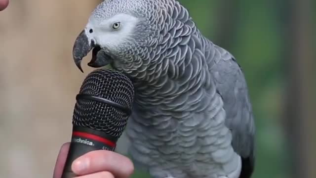 Talking Parrot _ VOANews