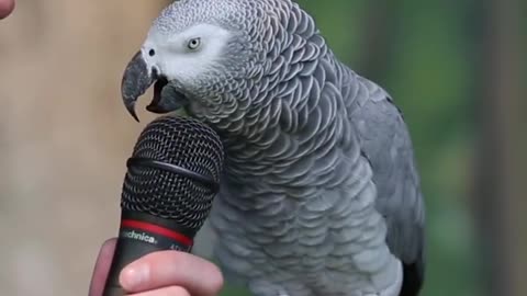 Talking Parrot _ VOANews