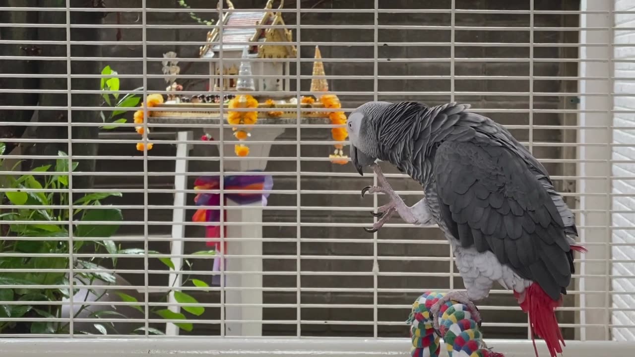 African Gray Parrot