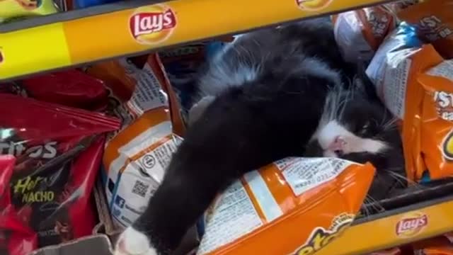 Котик отдыхает