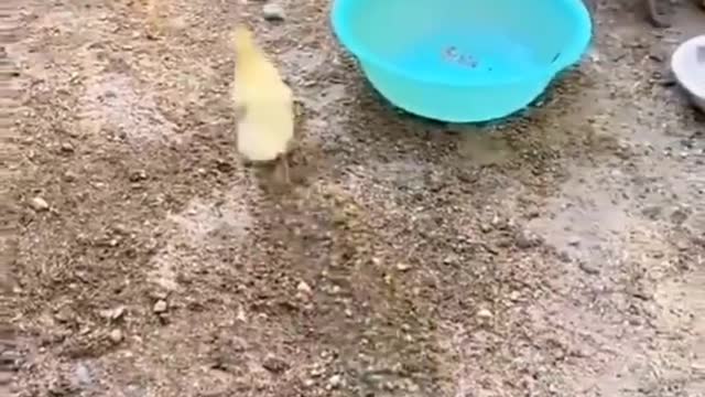 عندما يدخل البط الابيط تحدي ضد البط الاسود